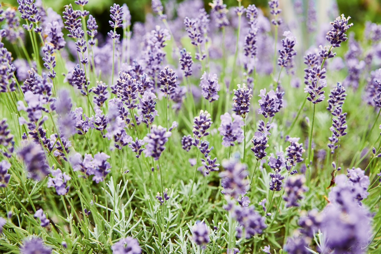 French lavender