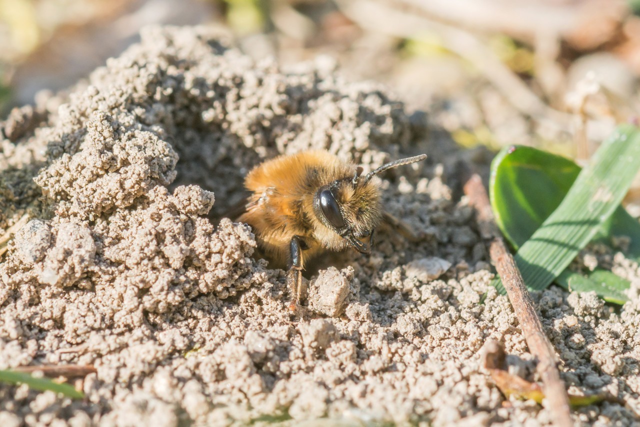 Close-up of a grey-backed mining bee in sand