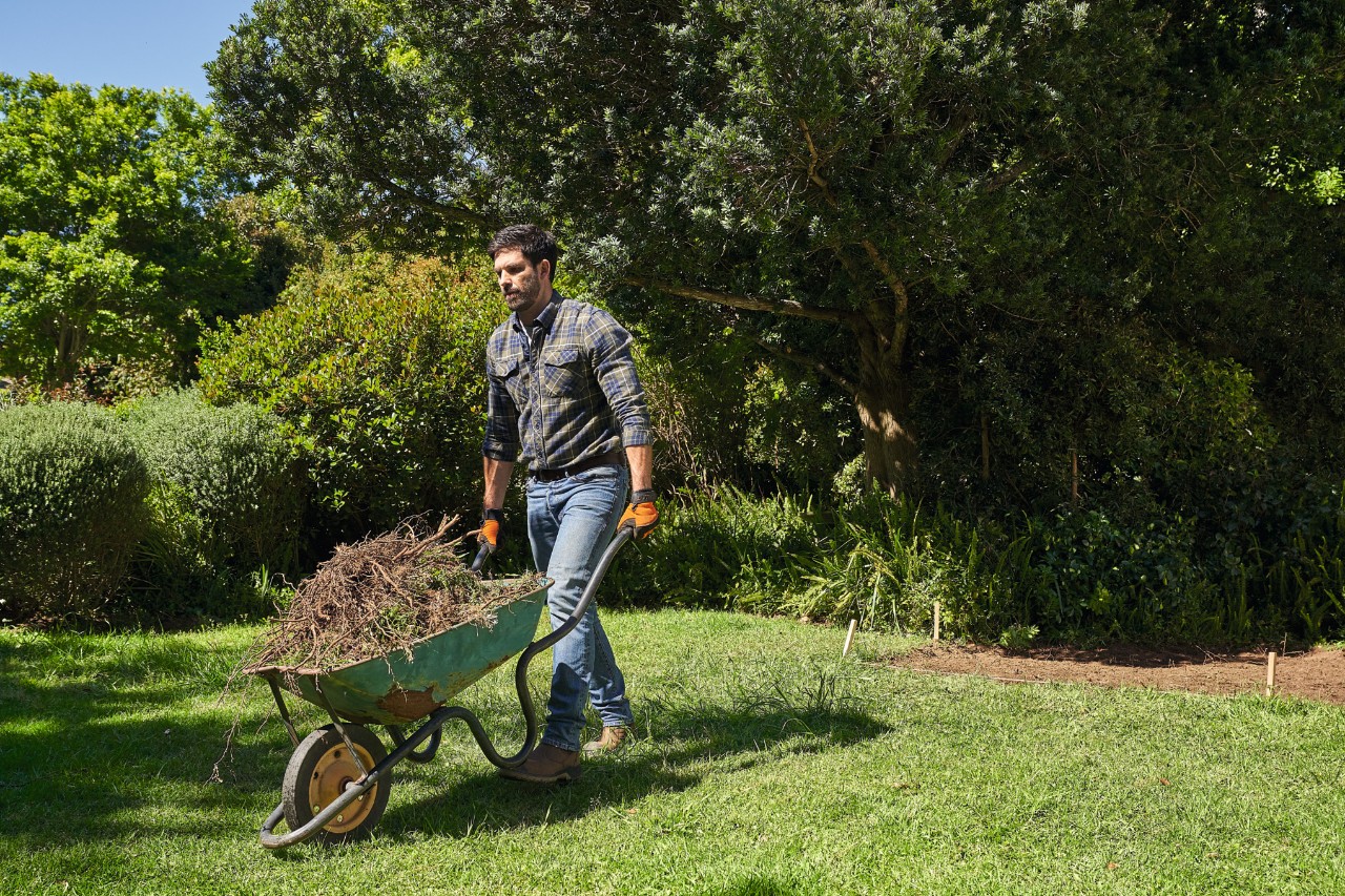 A man in a garden transporting garden waste in a wheelbarrow  