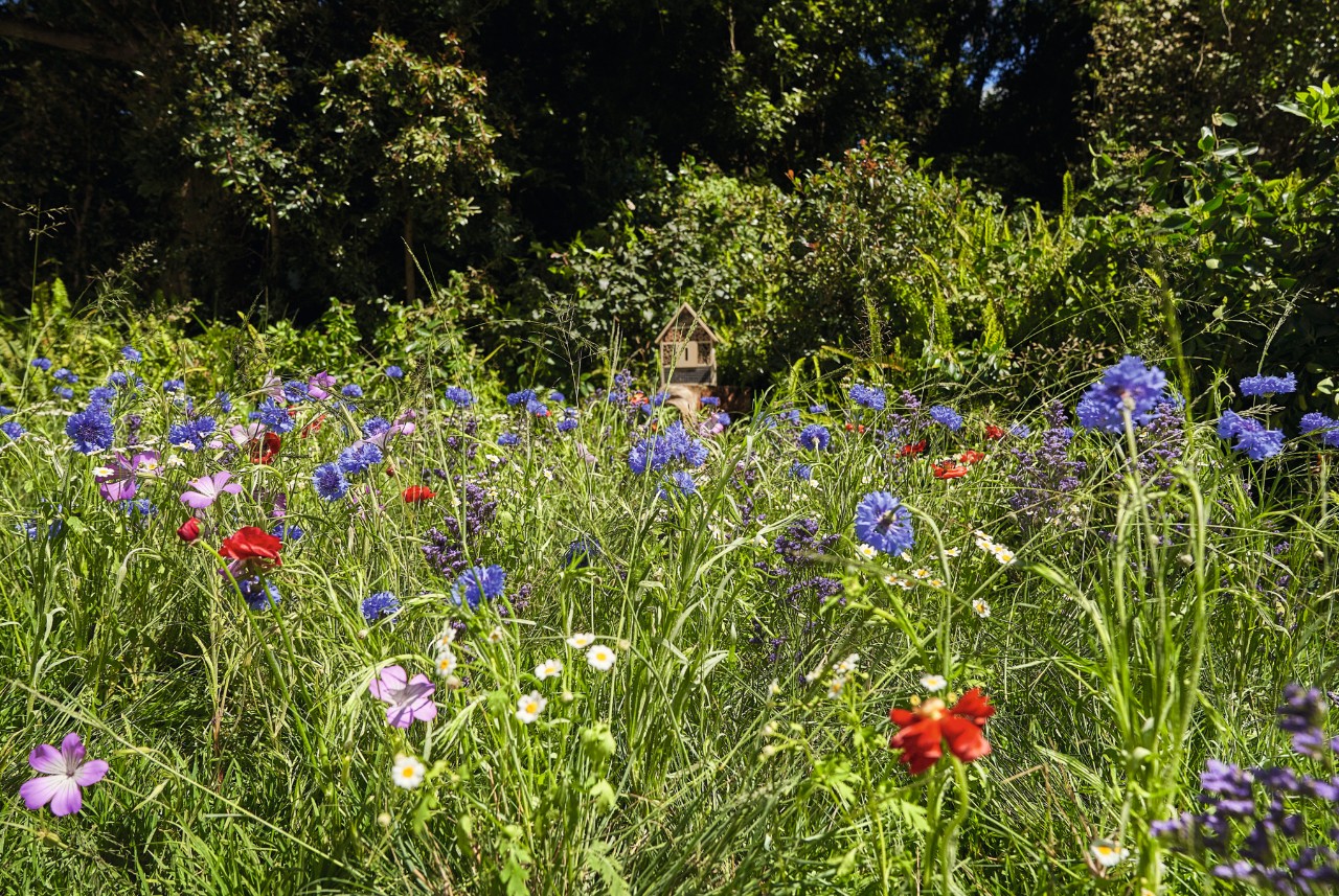 Blooming wildflower meadow with poppies and cornflowers and trees in the background