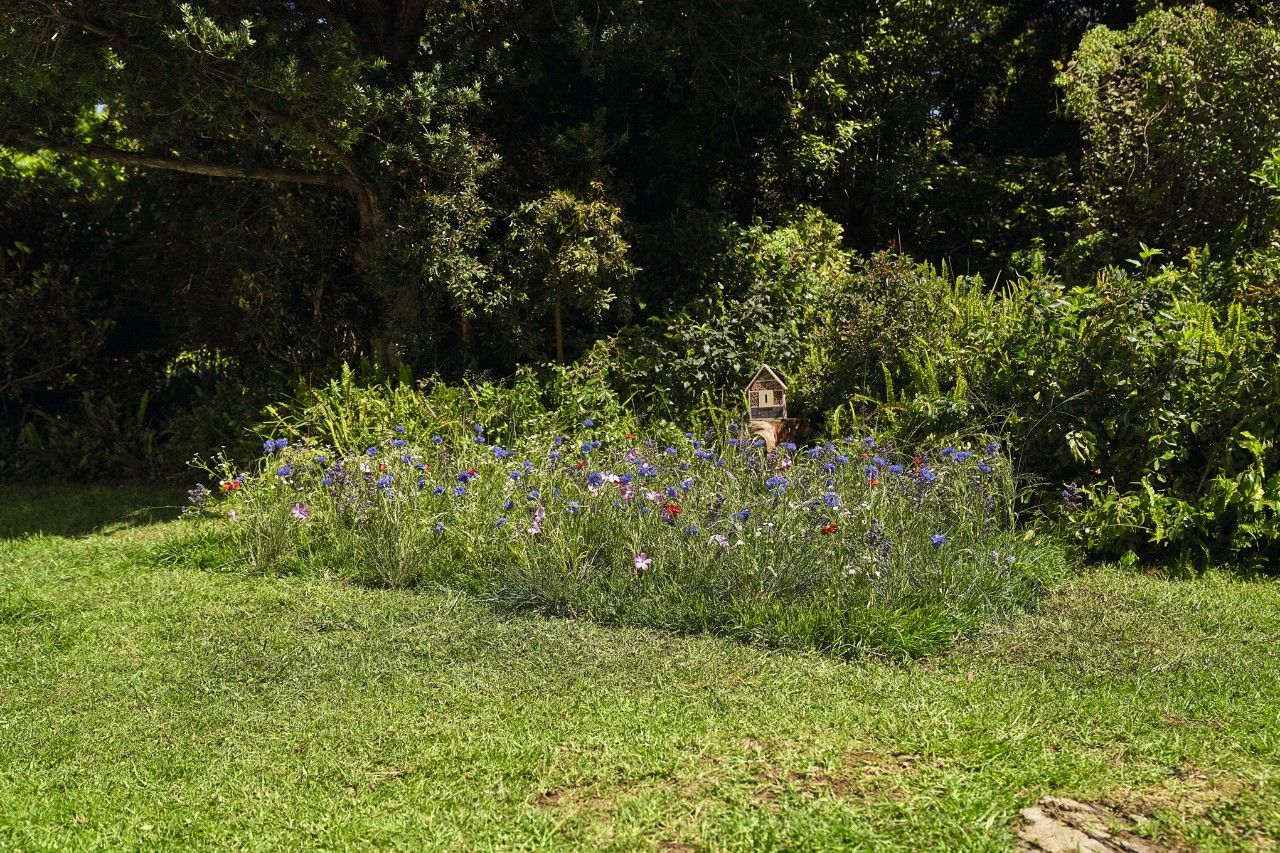 Clearly defined wildflower meadow in a garden