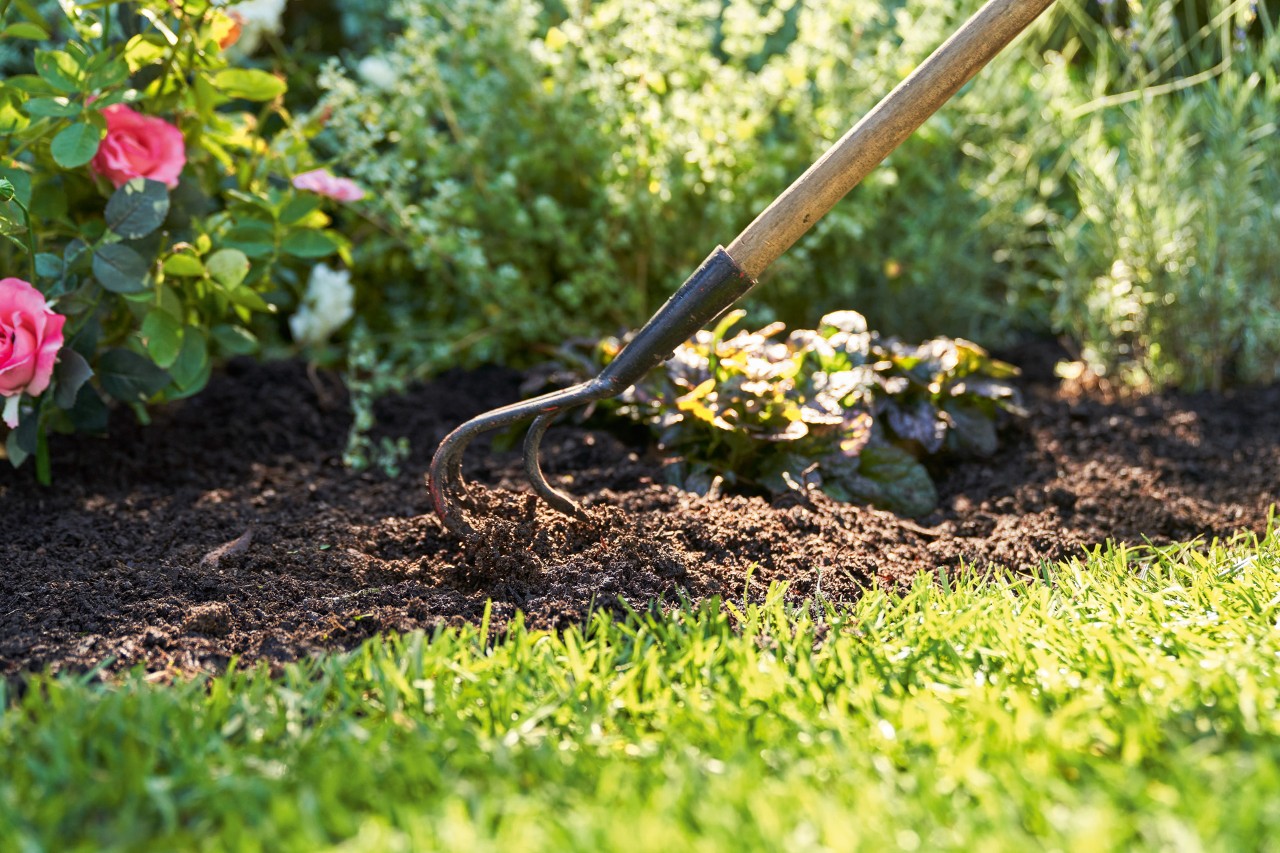 A spade is used to work humus in between flowering perennials