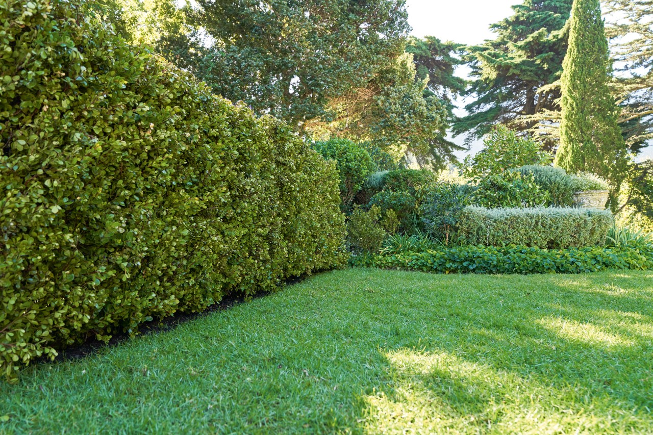 Green hedges and lawn in a garden