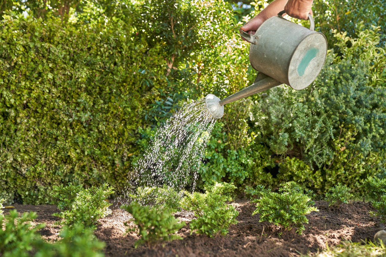 A metal watering can is used to water small garden plants in front of a hedge