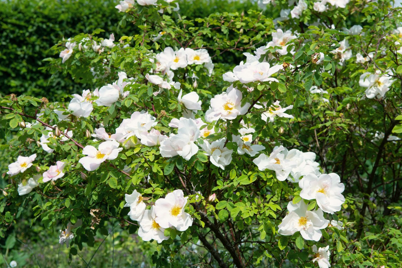 Green bush with white wild rose blooms