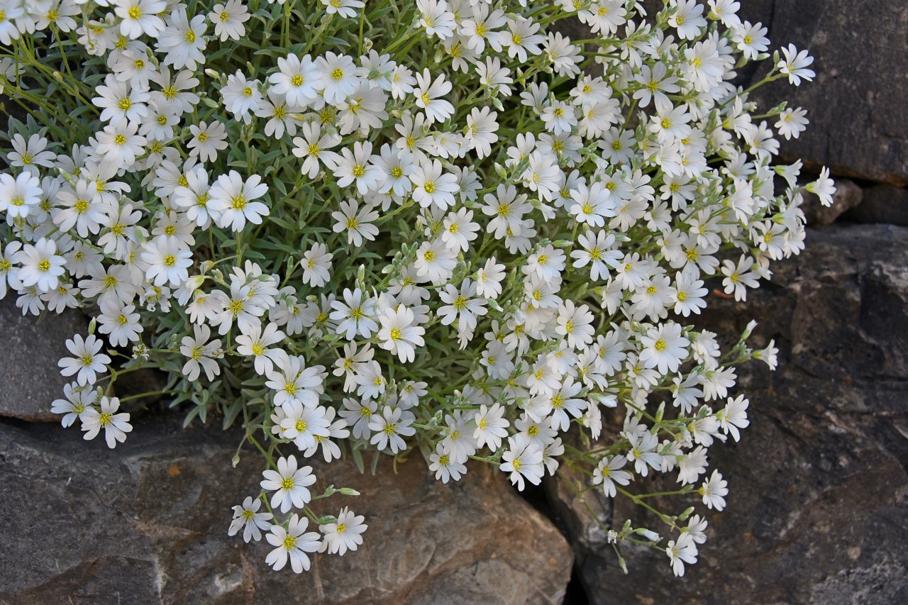 Close-up of white flowers of snow-in-summer between stones