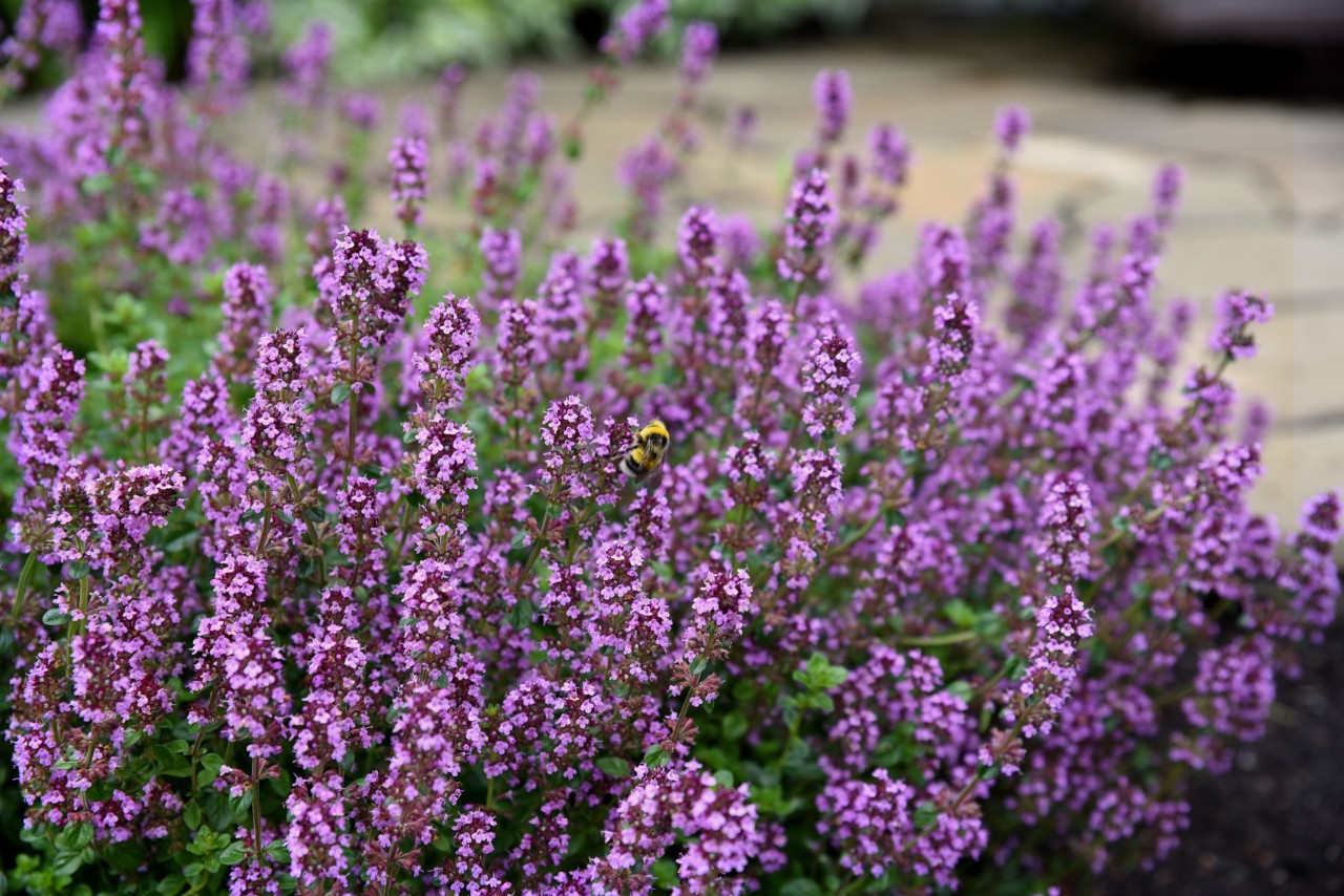 Small purple flowers of the creeping thyme with a bee