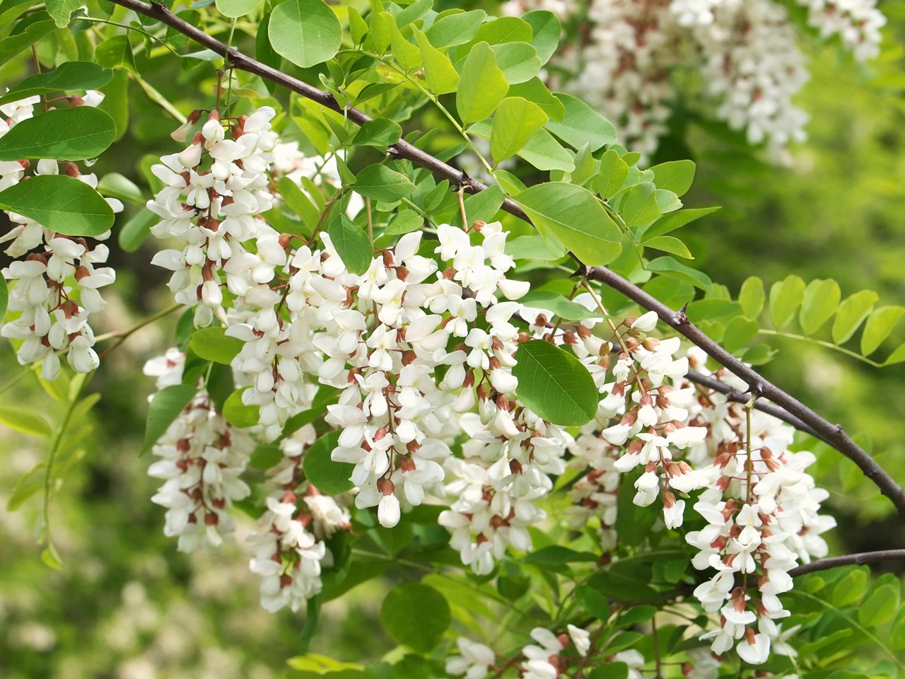 White flowers on the branch of a robinia