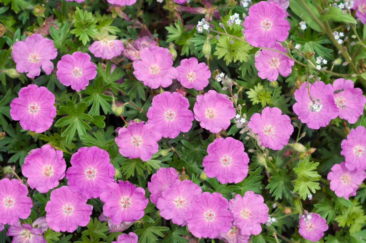 Pink flowers and green leaves on a bloody cranesbill