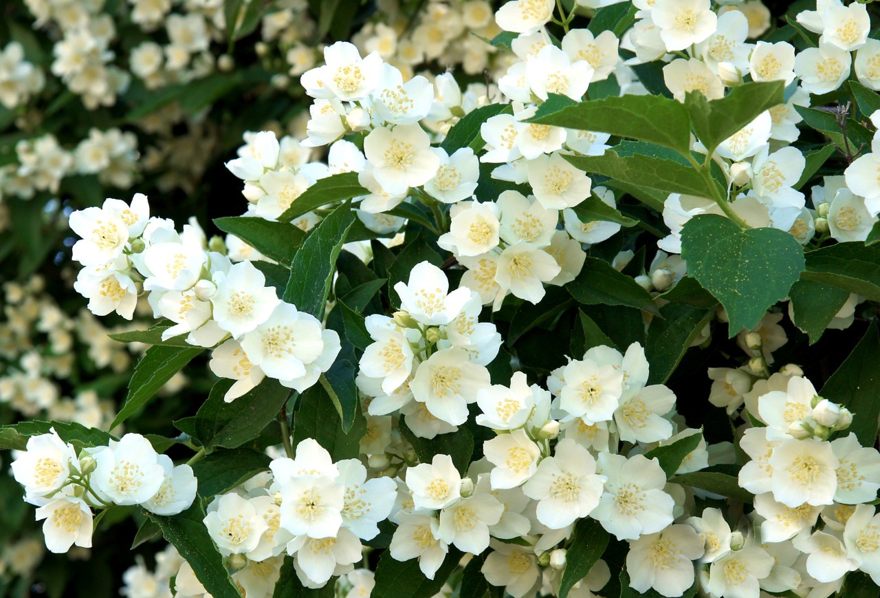 White flowers and green leaves on a mock orange