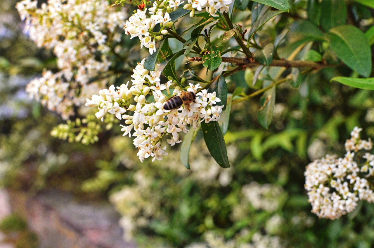 Close-up of a bee on the white flowers of a privet shrub