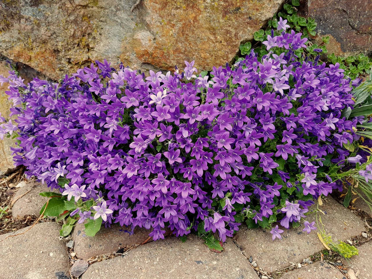 Bright purple flowers of the Adria bellflower on stone edging