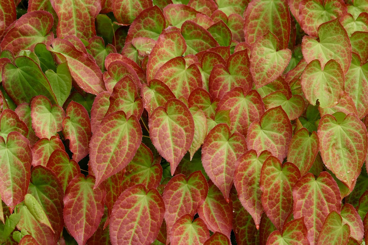Close-up of the red-green variegated leaves of the red barrenwort