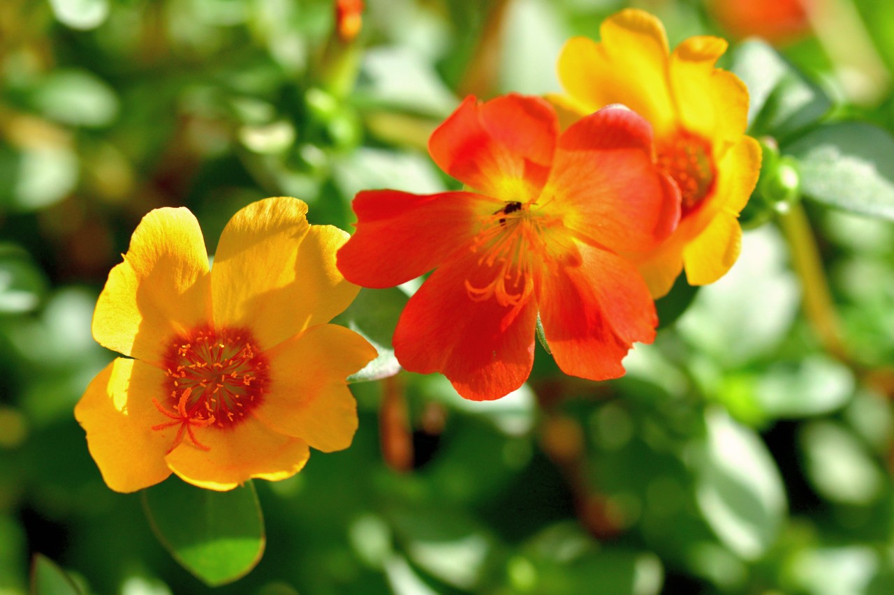 Close-up of two yellow and red flowers on a moss rose