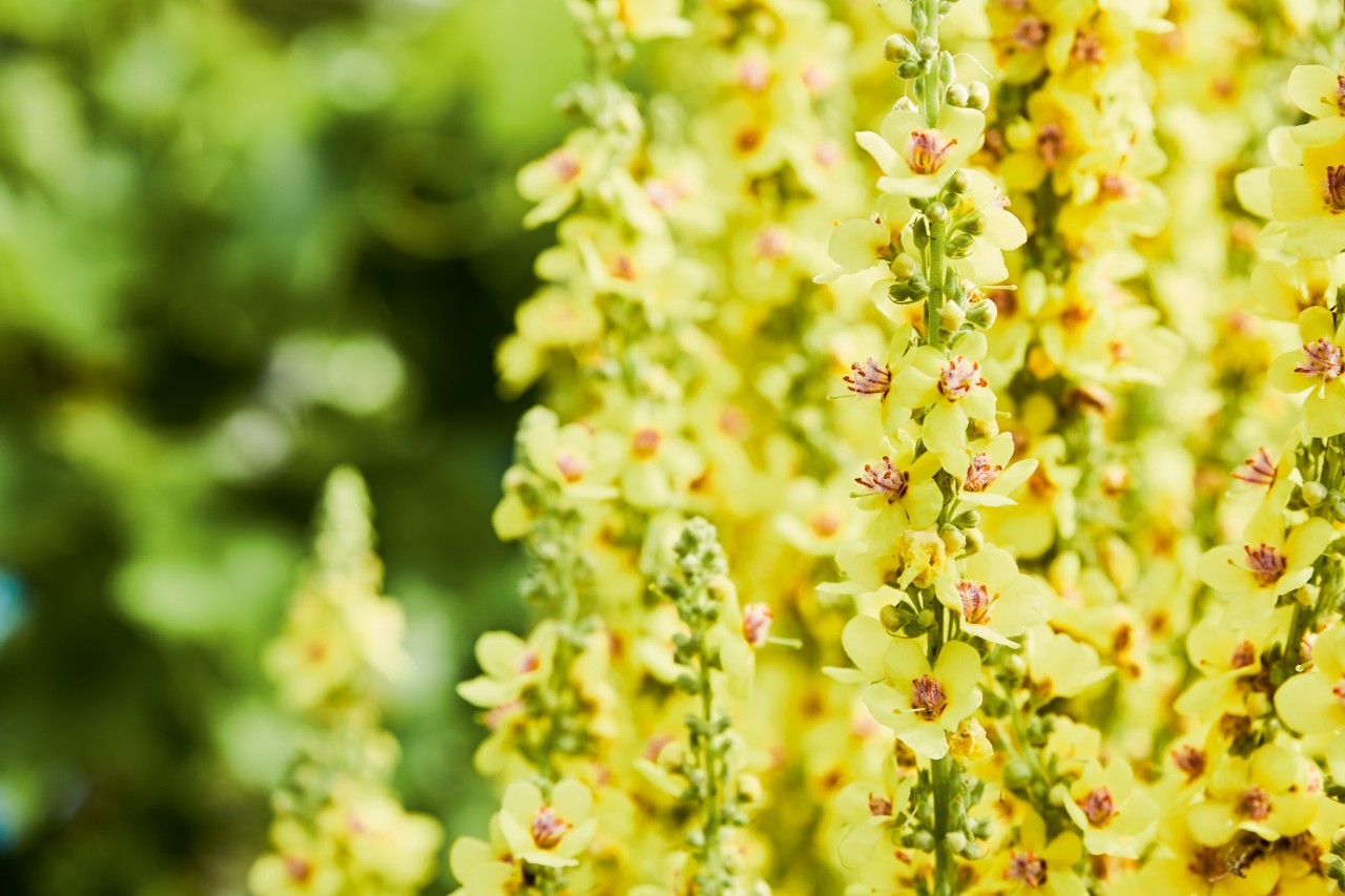 Close-up of tall yellow flowering perennial plants