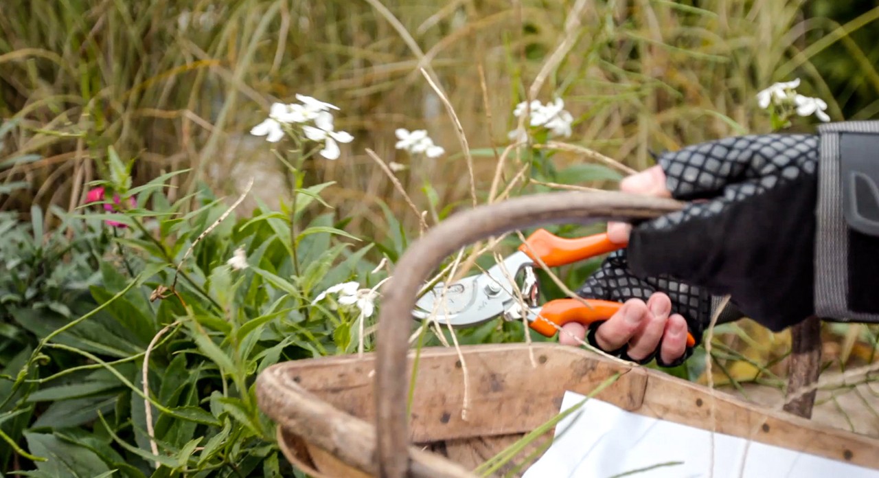 Spent flowers being cut back with STIHL PG 20 secateurs