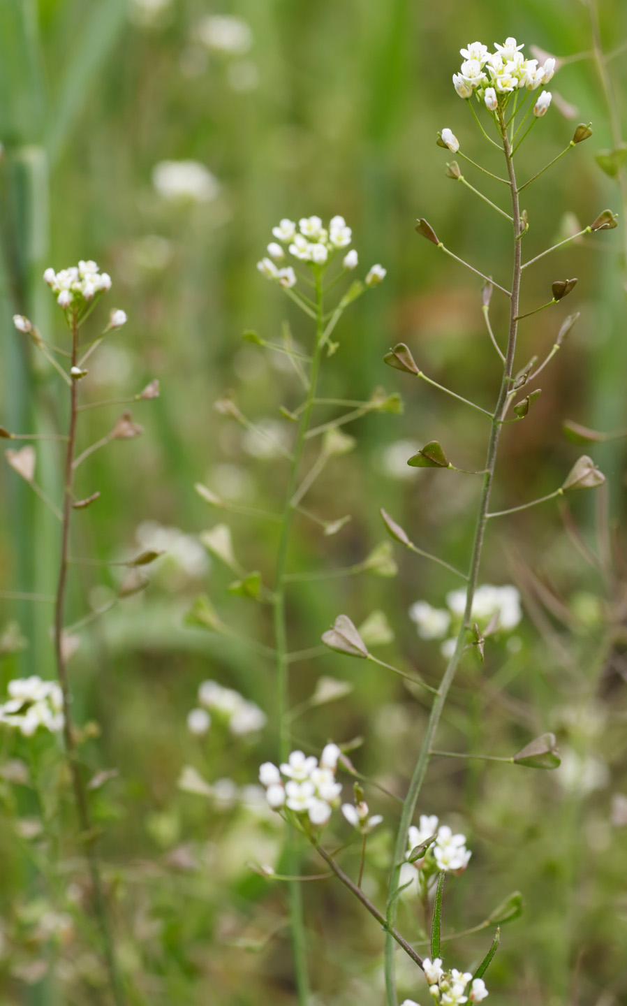 Close-up of shepherd’s purse flowers