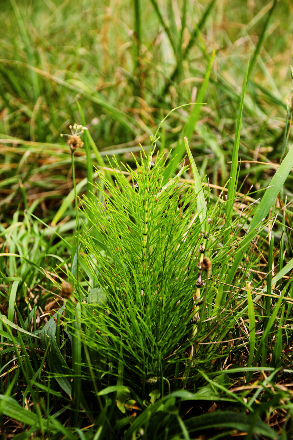 Close-up of field horsetail