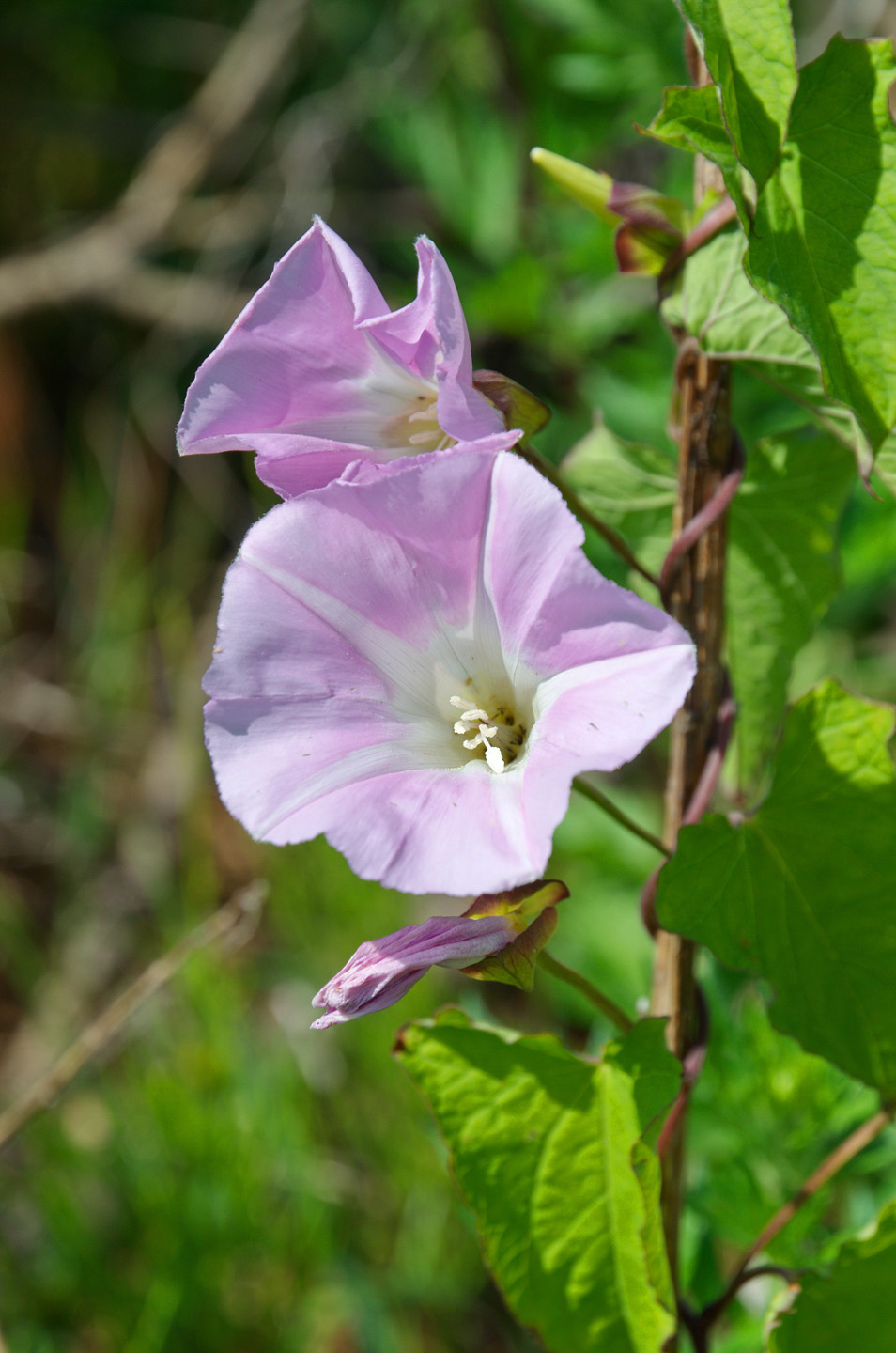 Close-up of field bindweed with pink flowers