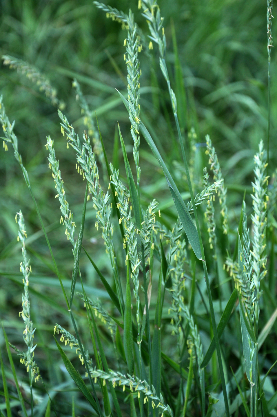 Close-up of couch grass