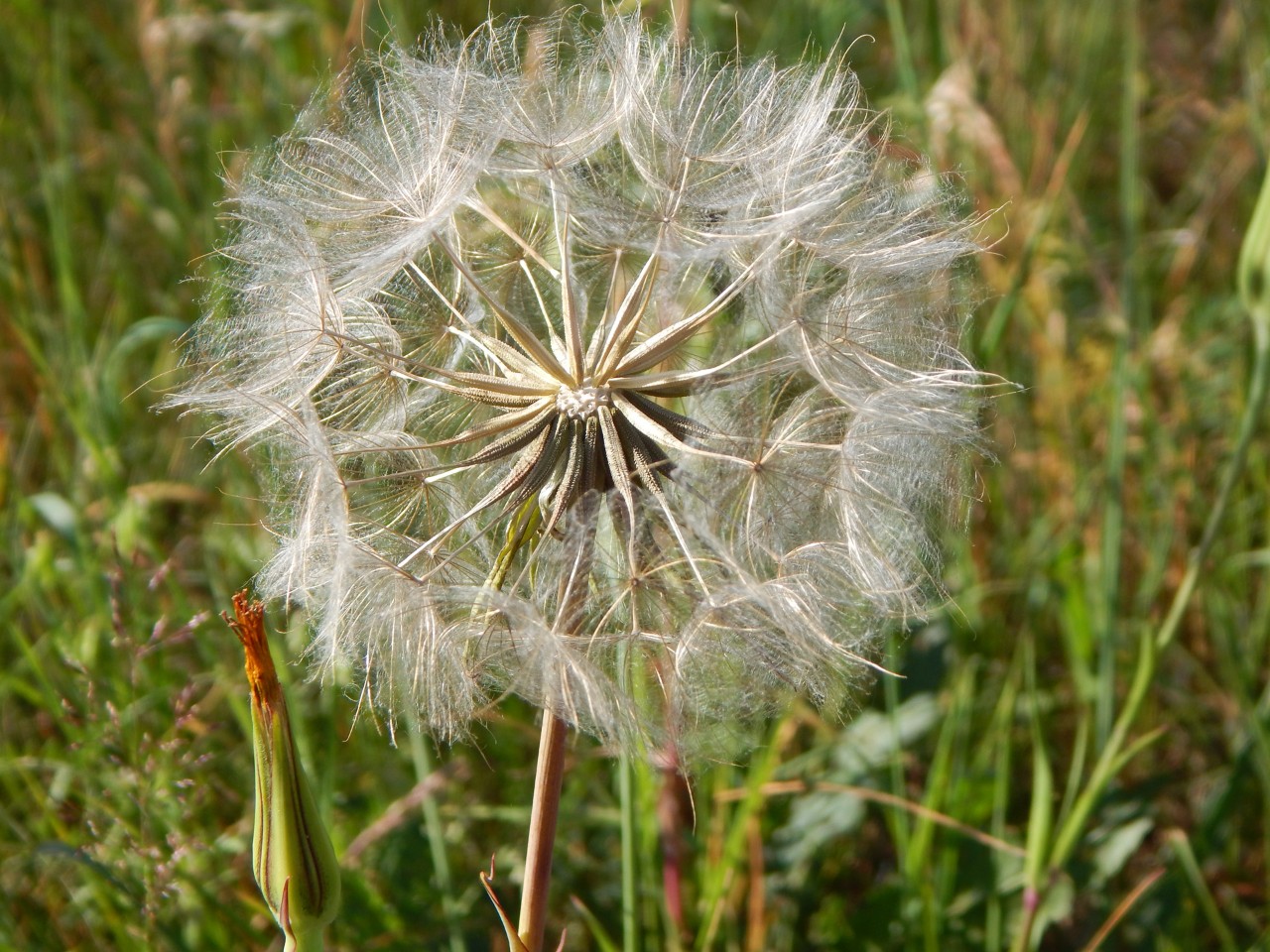 Close-up of a dandelion clock seed head