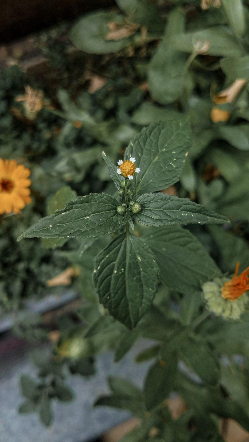 Close-up of a gallant soldier weed