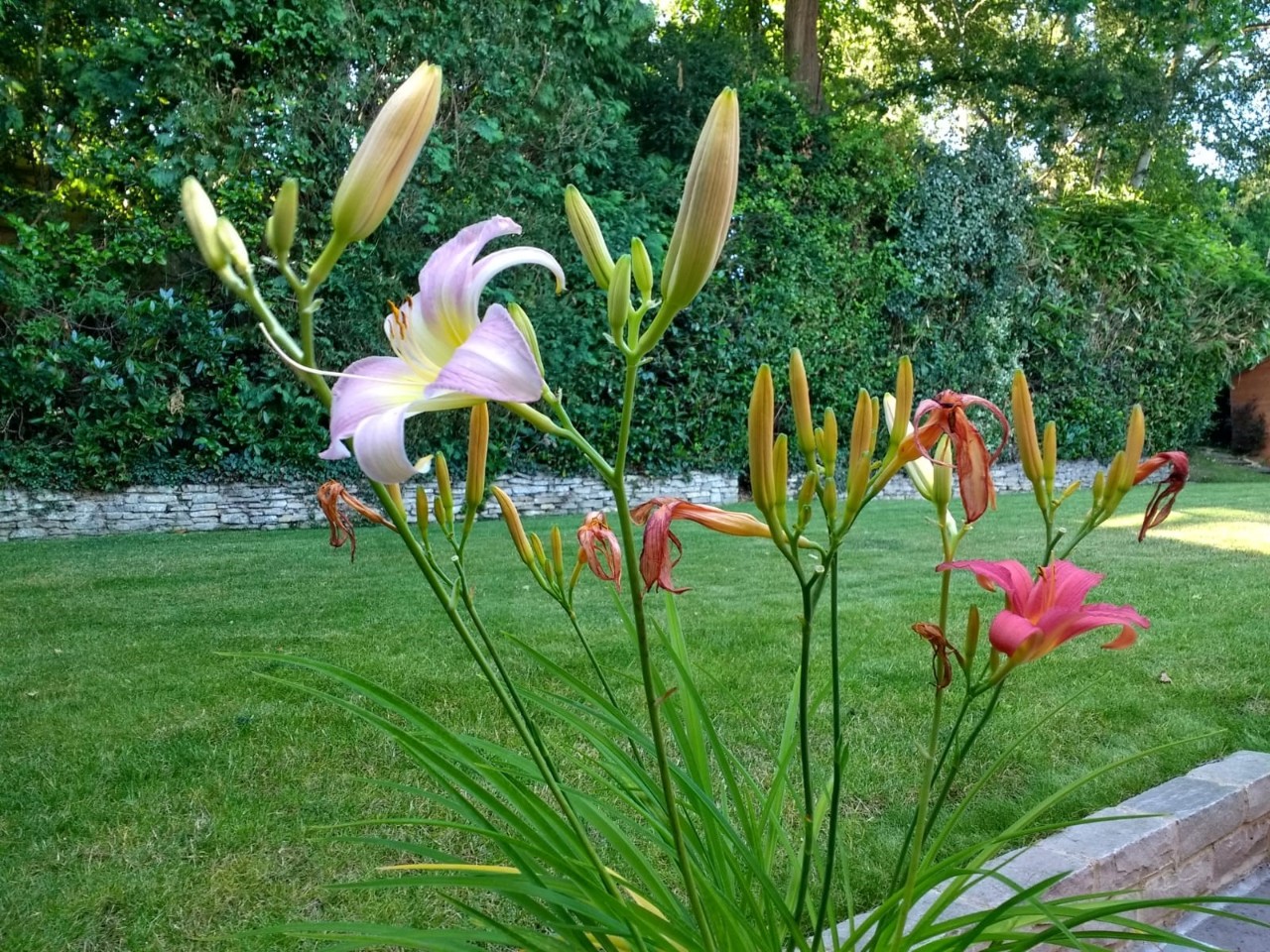 lilies in lush green garden, some dead heads, some buds, some pink flowers