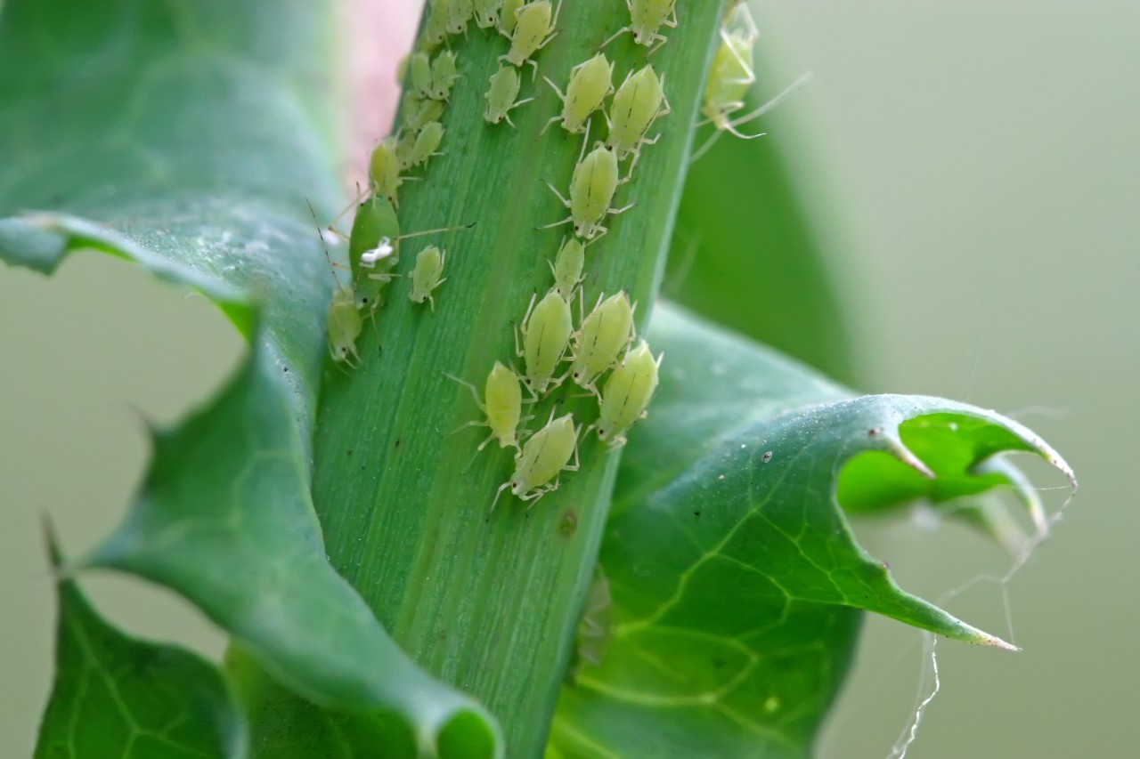 aphids covering a plant stem
