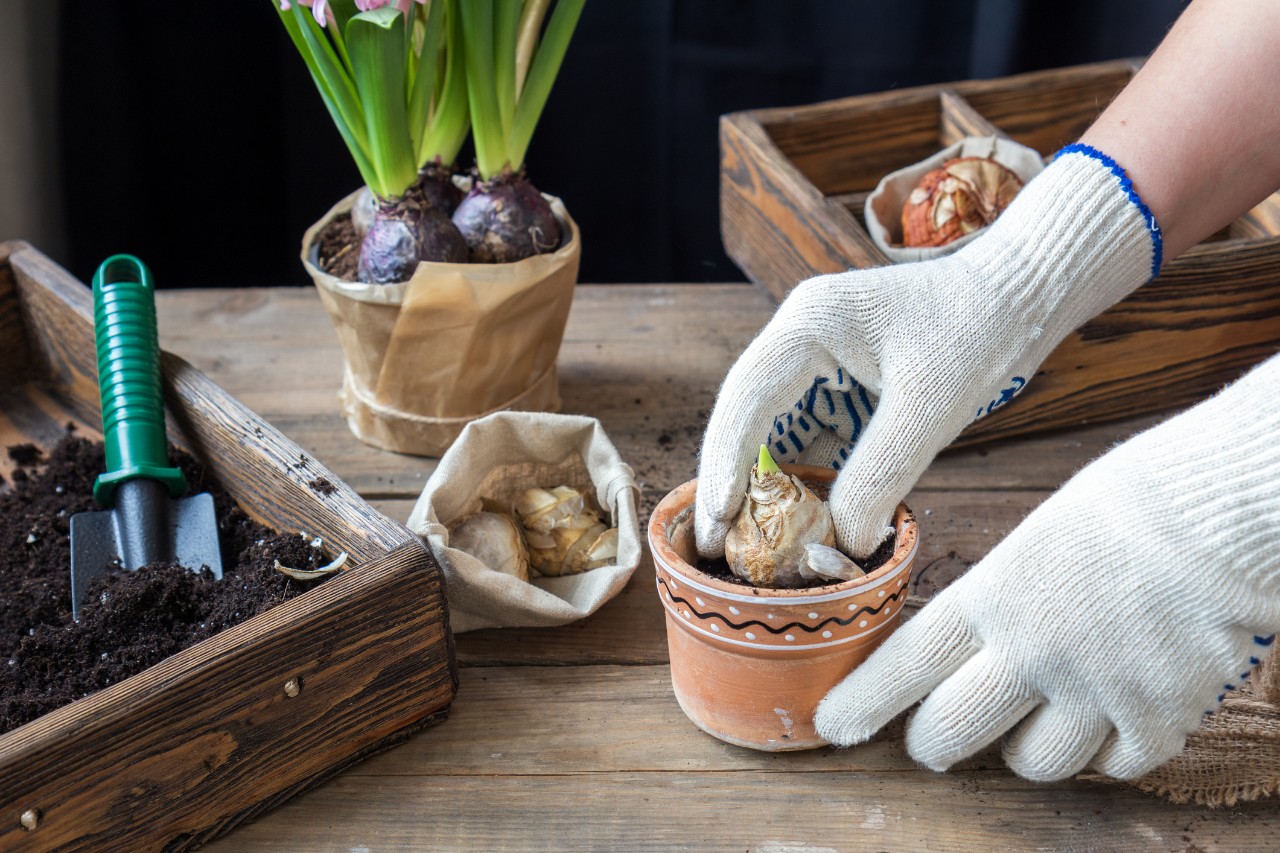 white gloved hand planting hyacinth bulb in terracotta put on potting bench
