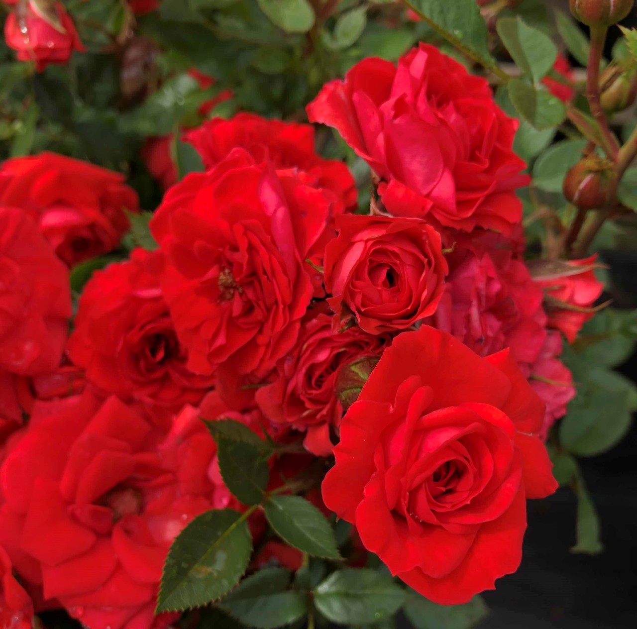 red floribunda roses