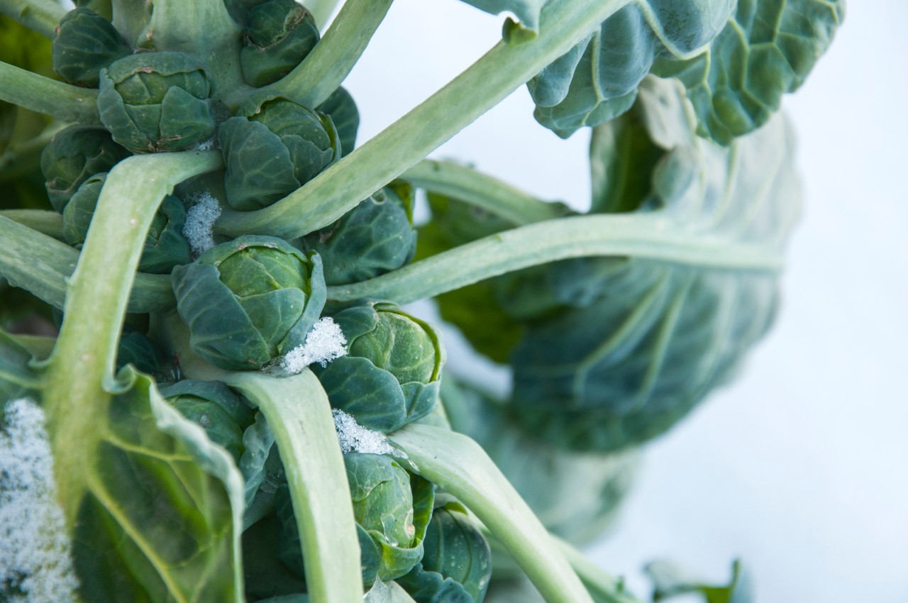 Brussel sprouts close up with some frost on the leaves