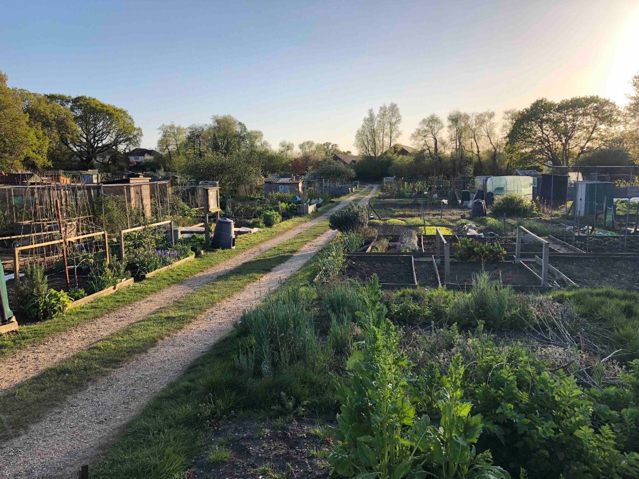 View of an allotment in winter
