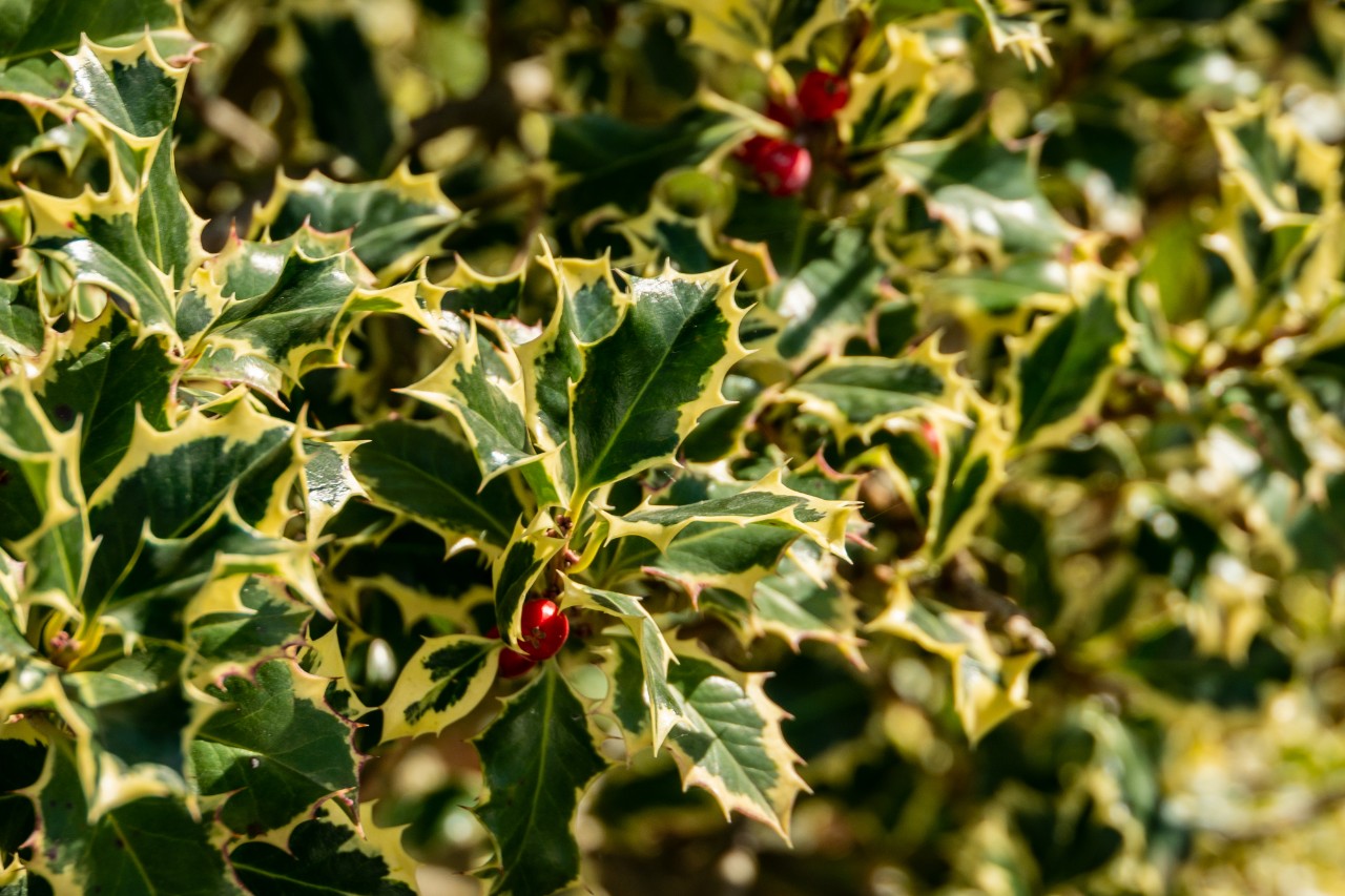 Ilex aquifolium ‘Argentea Marginata'