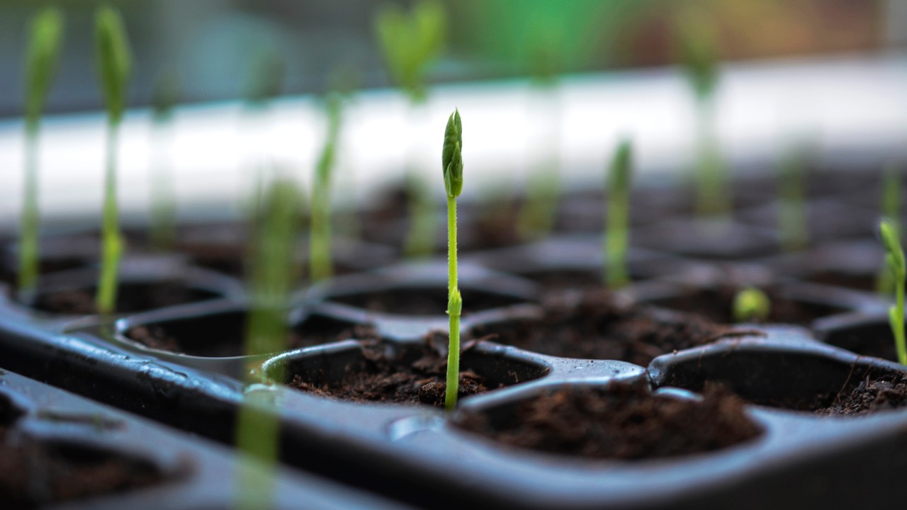 sweet pea seedlings in tray