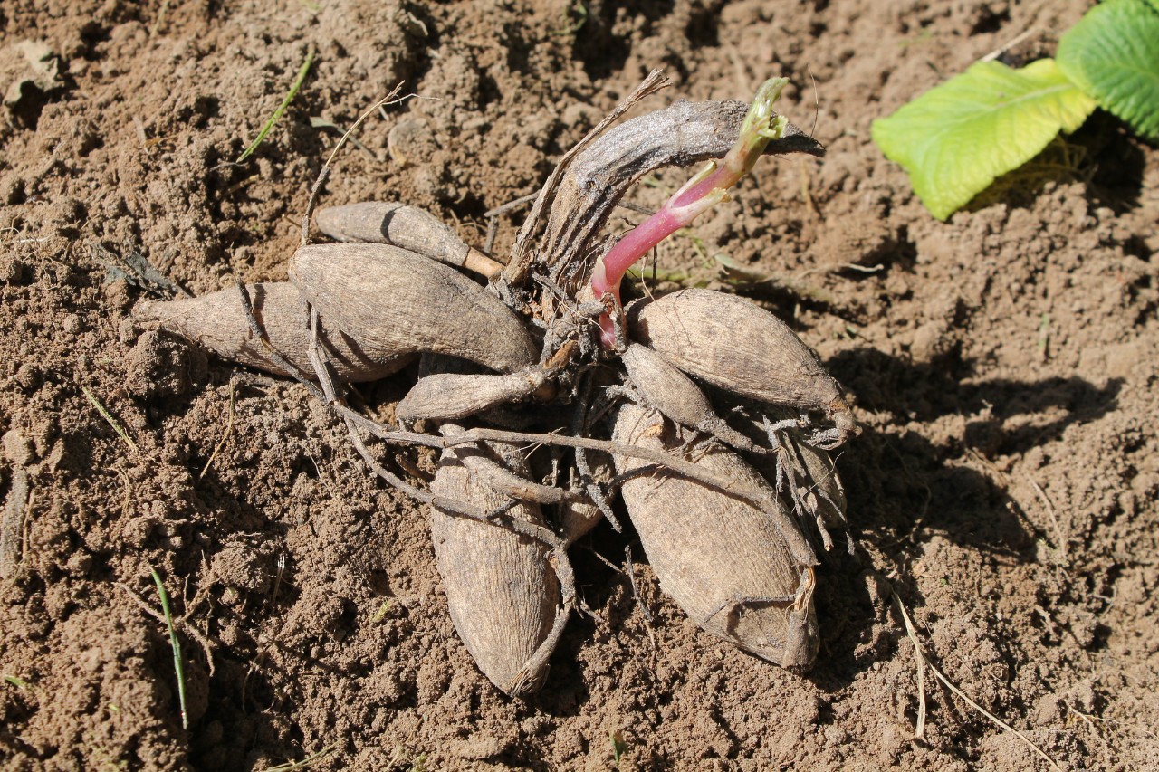 Dahlia tubers