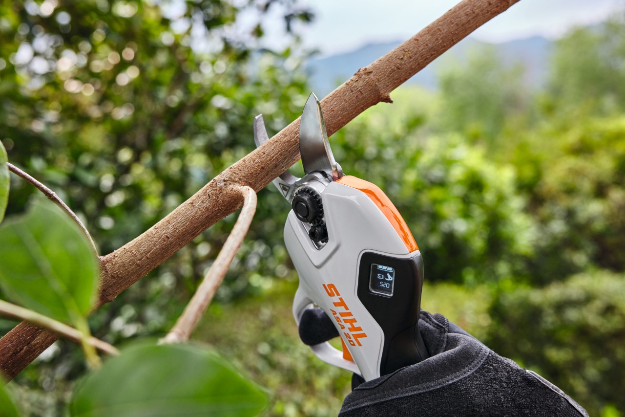 Pruning with ASA 20 secateurs