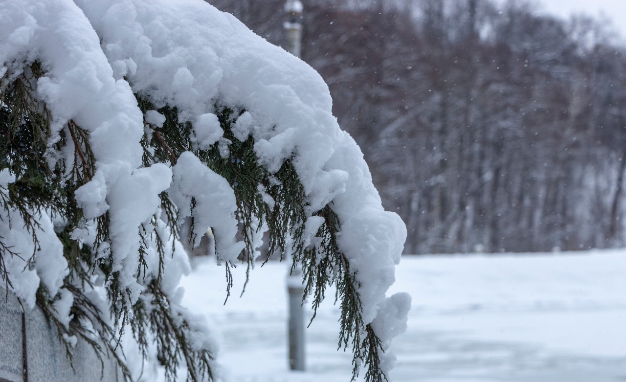 heavily snow-laden conifer branch