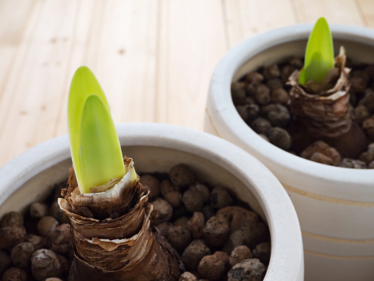 Amaryllis bulb in pot