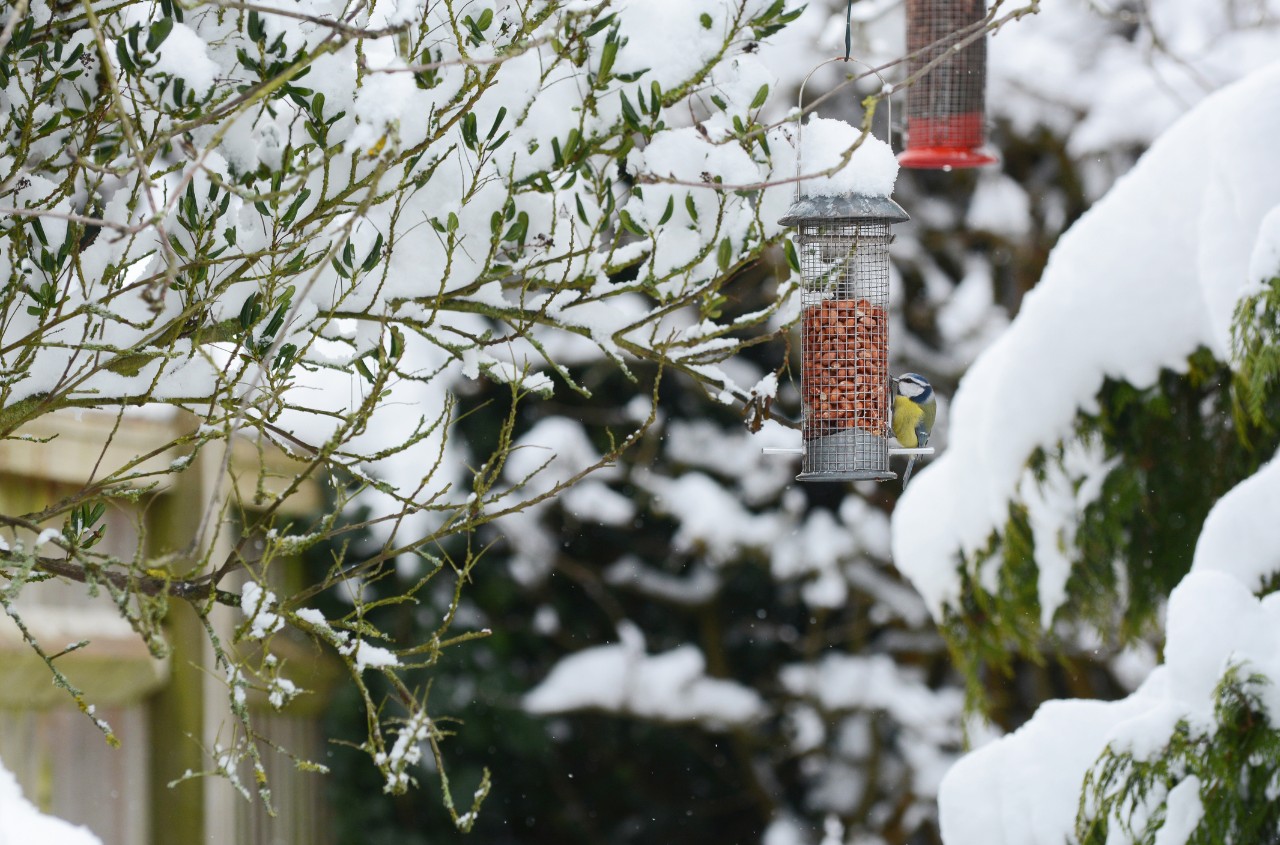 Birds feeding from a bird feeder hung from a tree in corner of snow covered garden