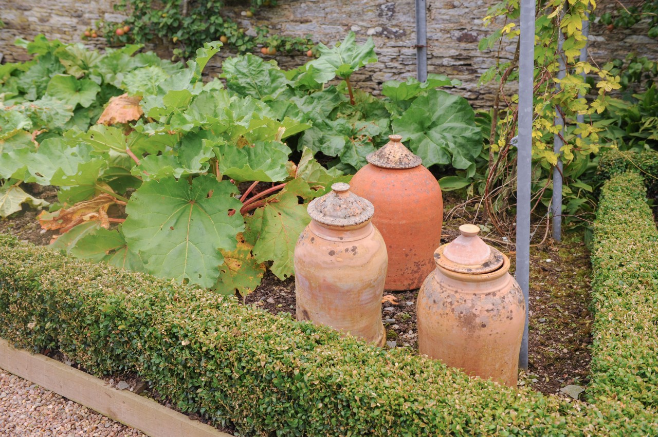 Traditional clay jars for forcing rhubarb in situ in a vegetable bed