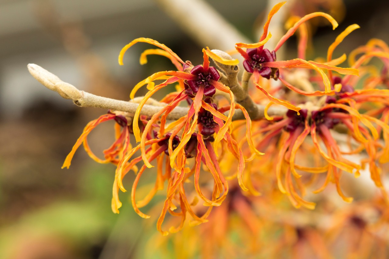 Close up of an orange flowered variety of witch hazel