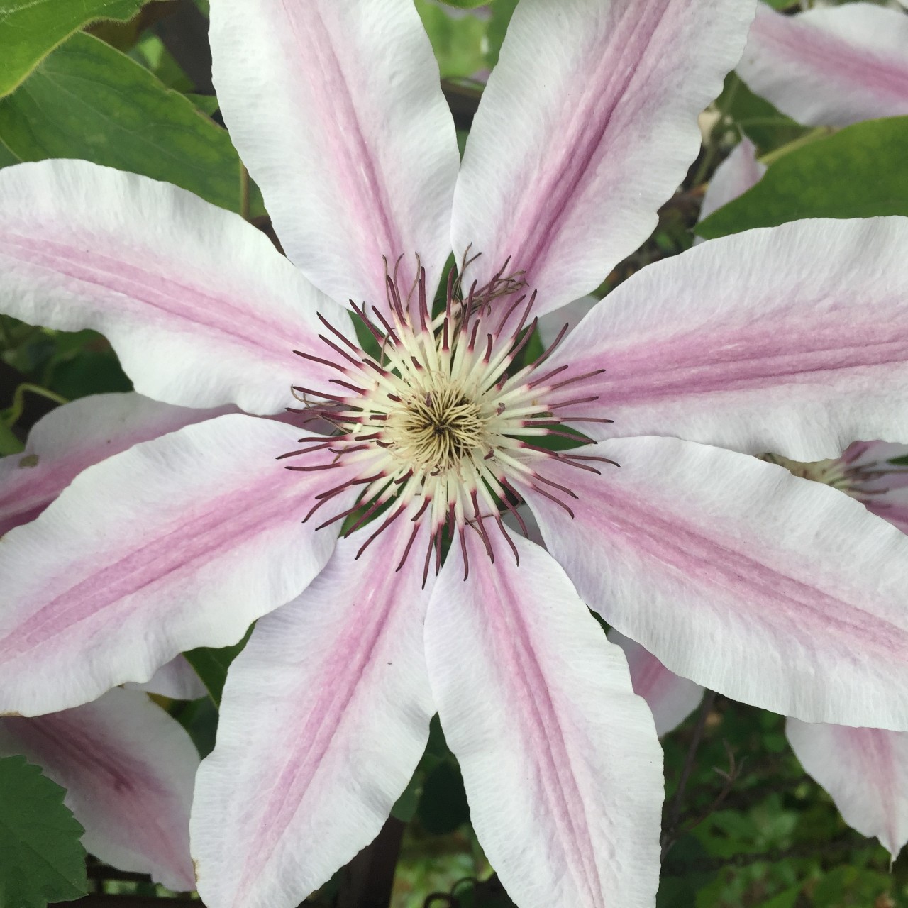 Clematis