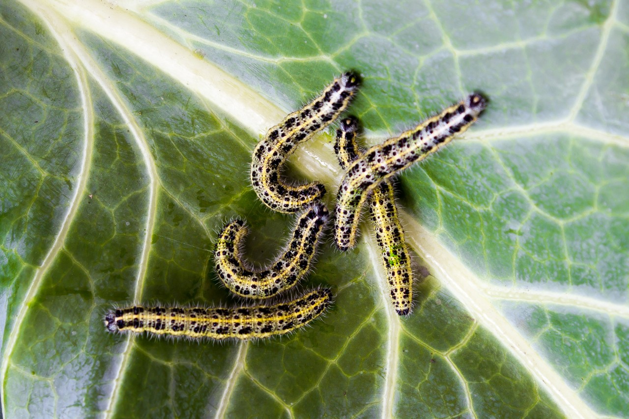 Cabbage white caterpillars on a brassica leaf