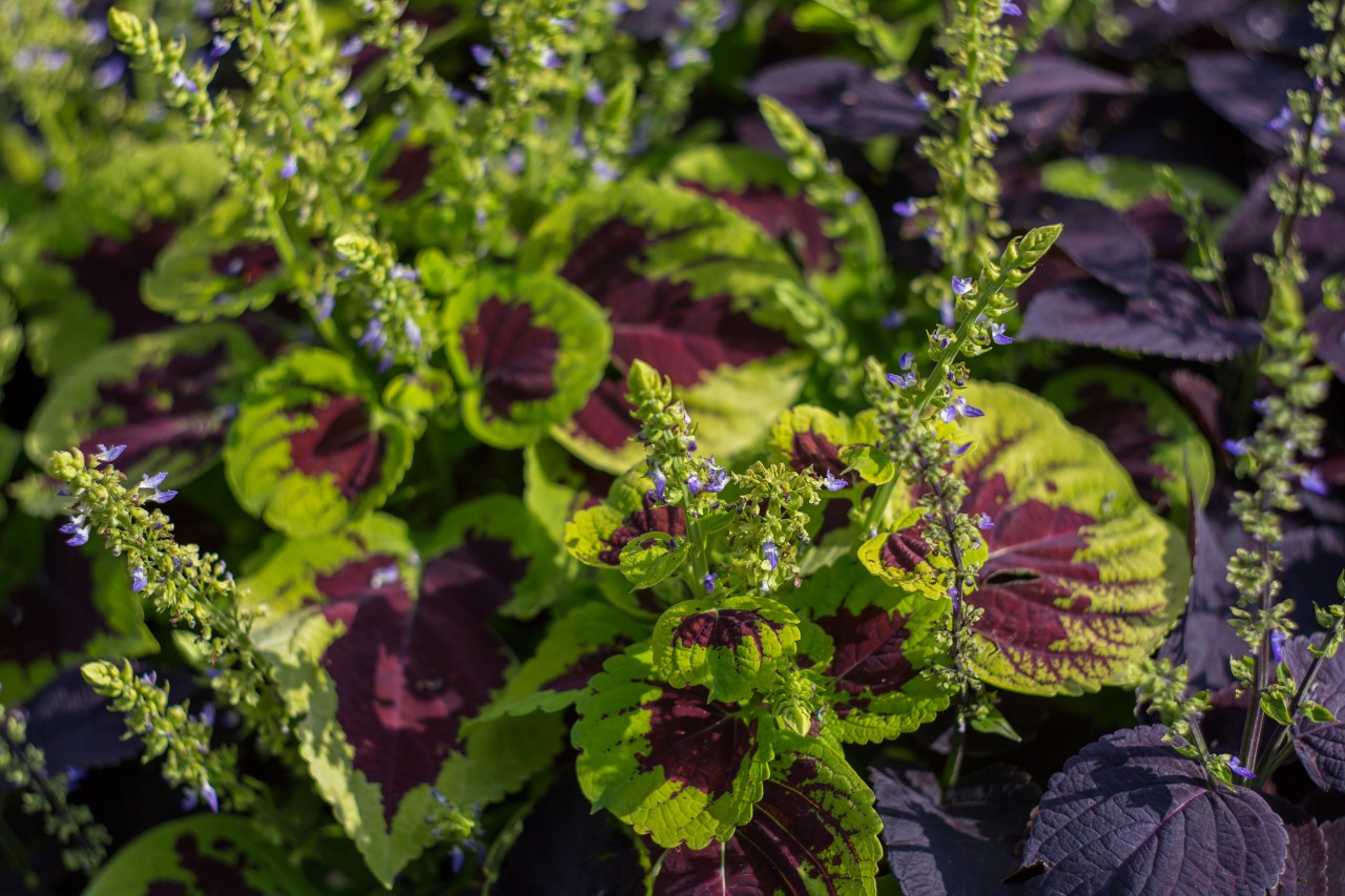 Coleus