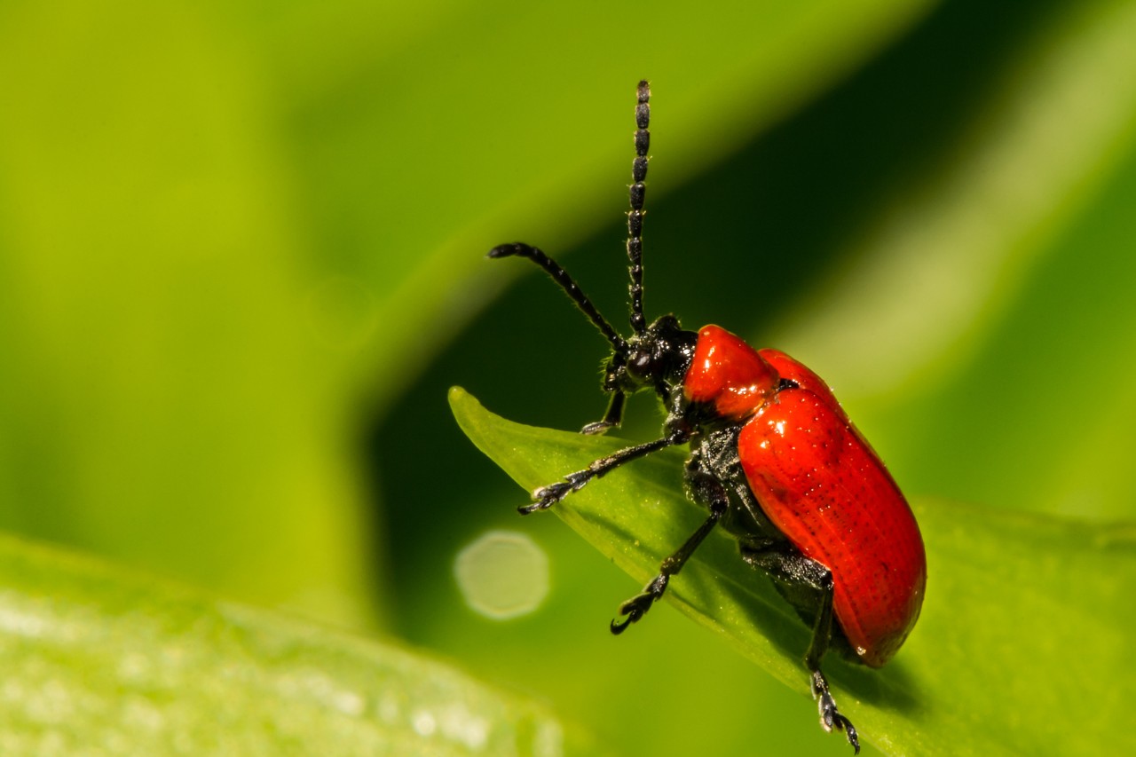 Lily beetle on a leaf