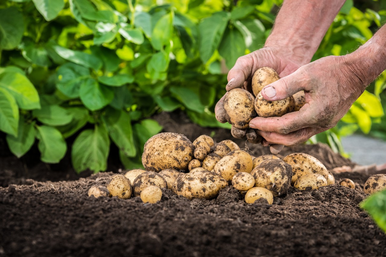 Harvesting potatoes