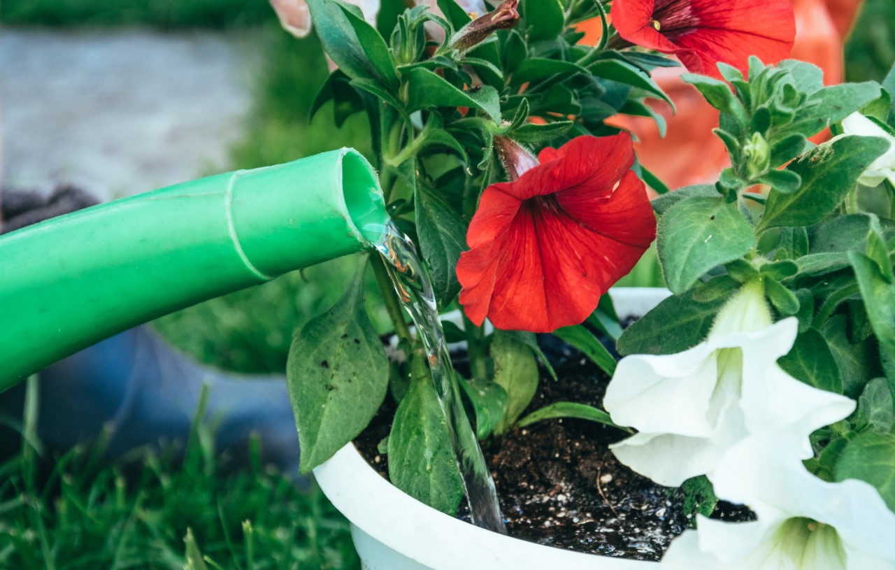 Watering flowers