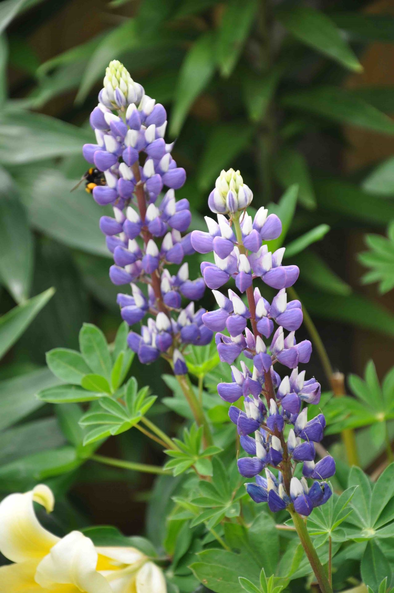 Lupin with purple flowers