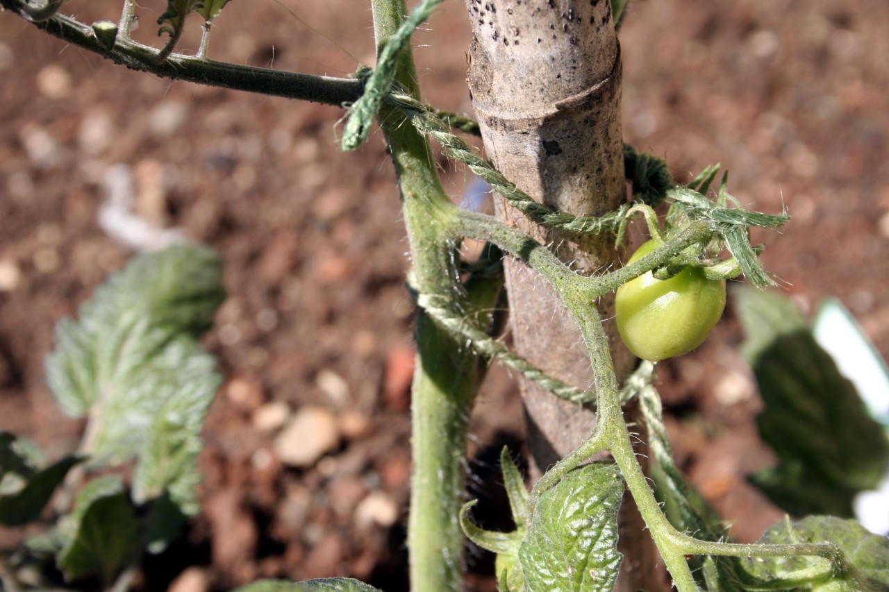 Tomatoes tied to a cane