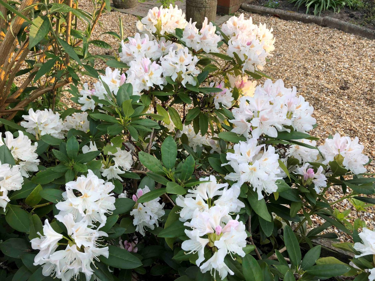 Rhododendron yakushimanum ‘Koichiro Wada’